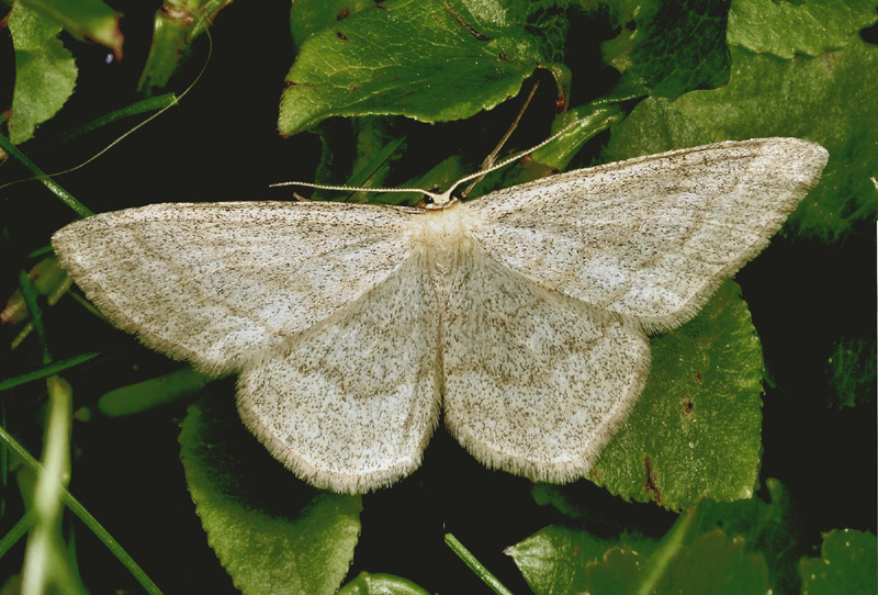 Scopula ternata - Geometridae